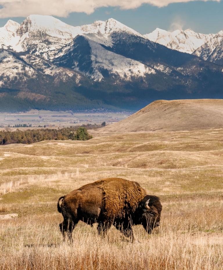 Elk Horns Pile National Bison Range Charlo Montana Stock Photo - Image of  wildlife, park: 7530678