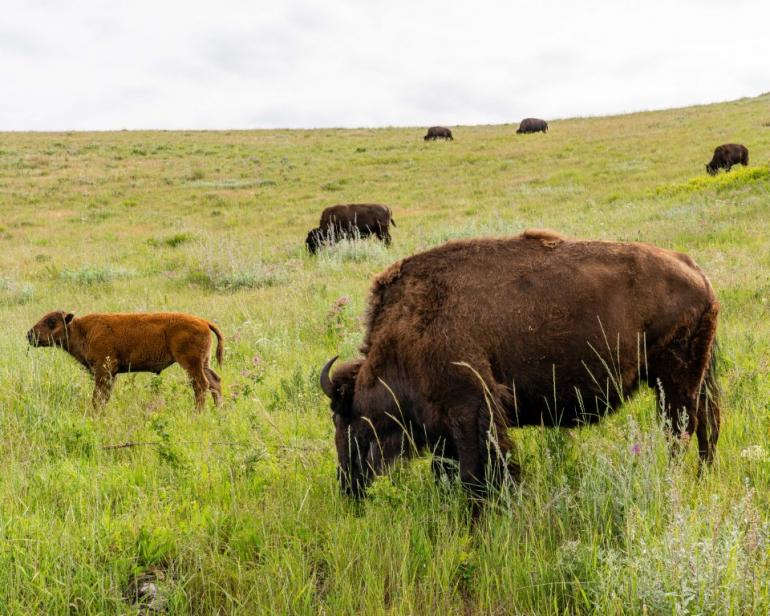 Bison range