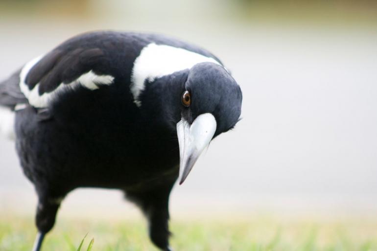 Magpie