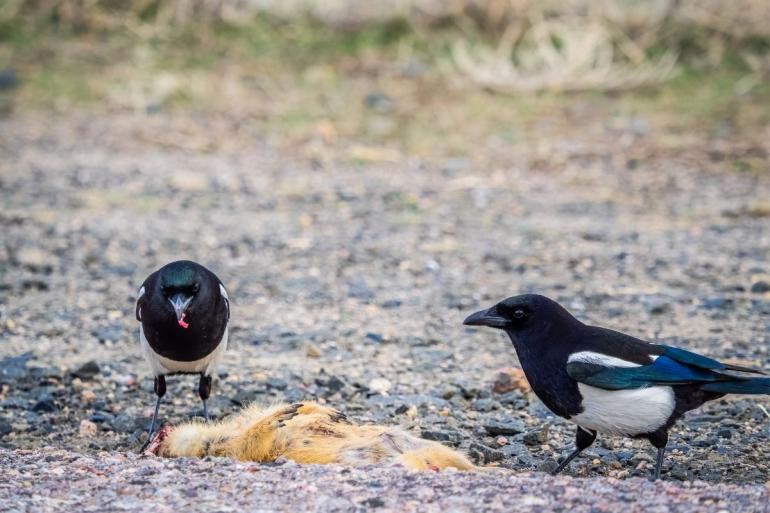 Magpie Roadkill