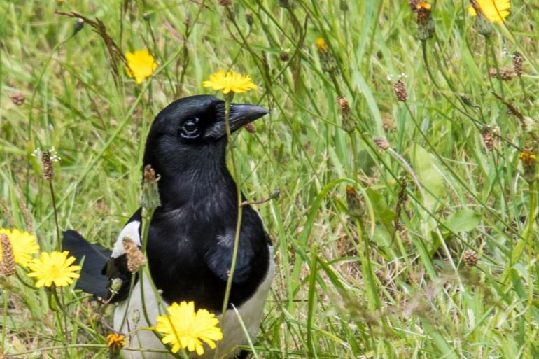 Magpie