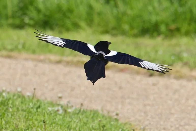 magpie