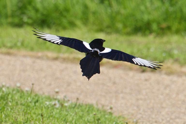 magpie