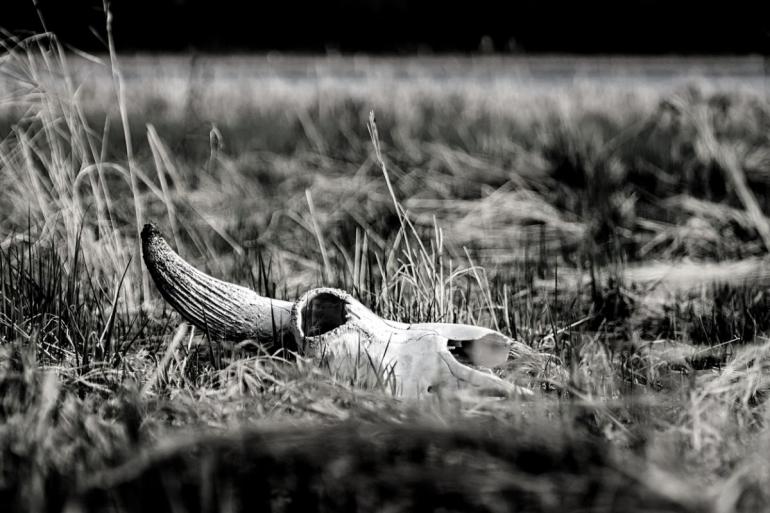 Sun bleached bison skull