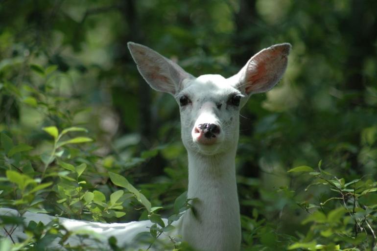 Albino deer