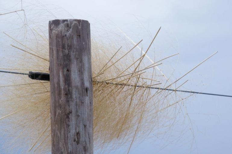 Tumbling tumbleweed