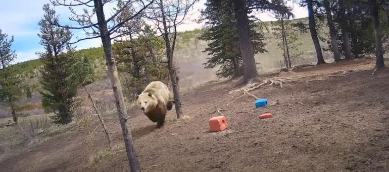 Bear Chasing Wild Horses in Alberta, Canada