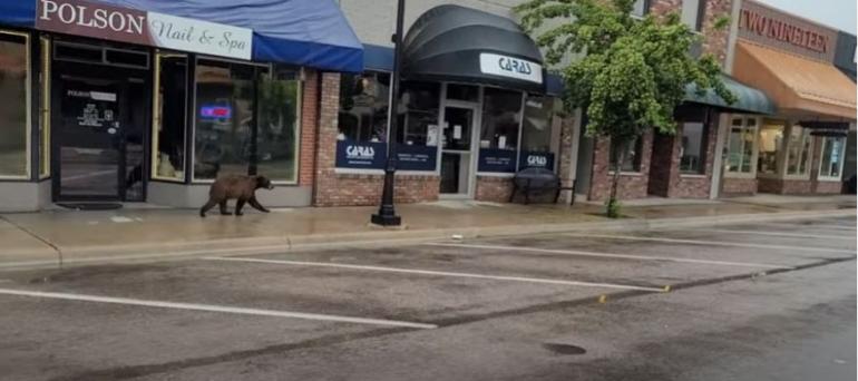 Bear Shopping in Polson