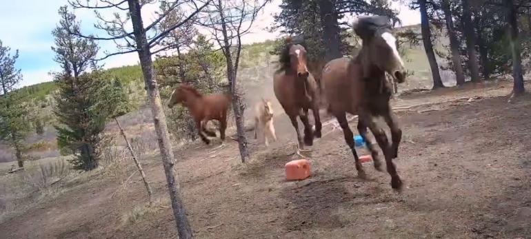 Wild Horses in Alberta, Canada