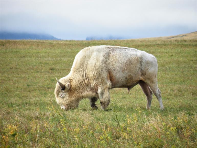 The sacred white buffalo heading north on US 191