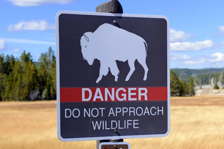DANGER bison