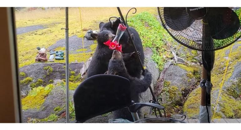 Black bear & cubs drinking from birdfeeder