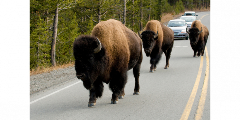 Bison on Road in Yellowstone National Park