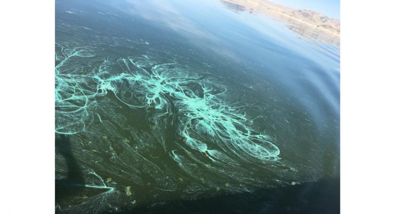 Harmful Algae Bloom (HAB)