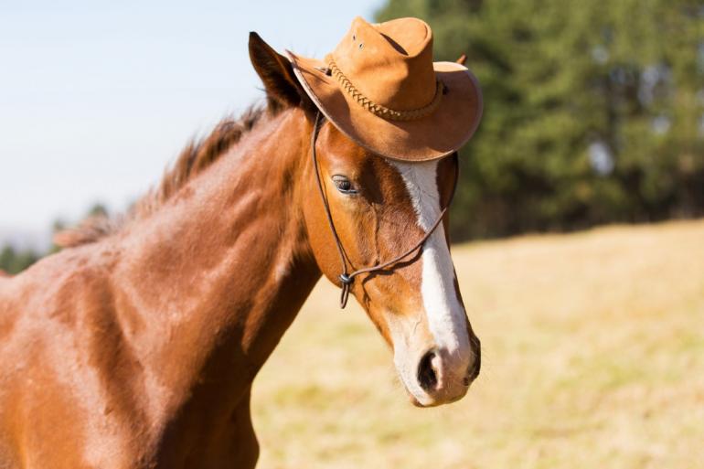 horse cowboy hat