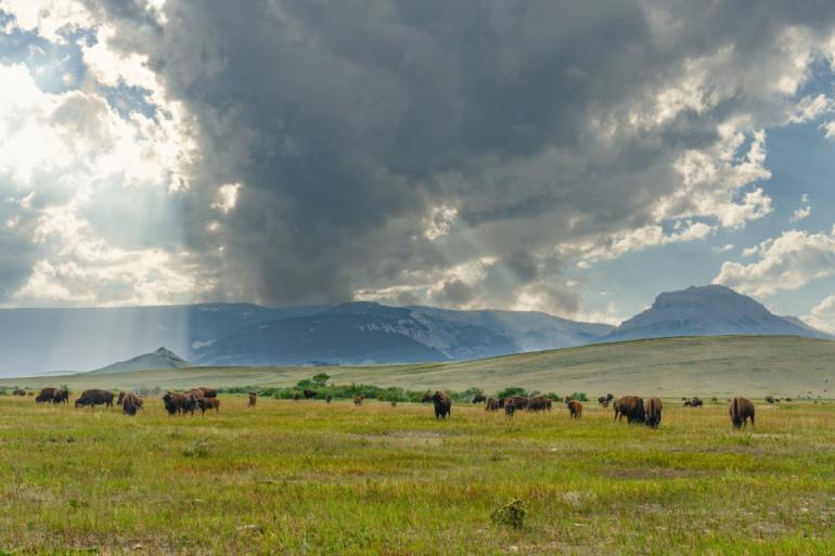 Bison Ranch