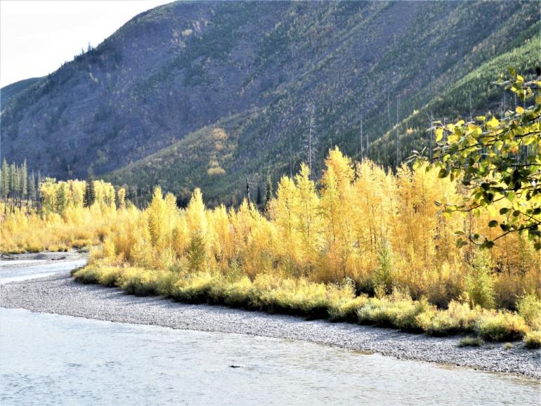 Fall Trees by a River