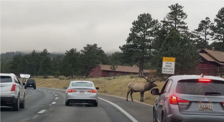 Elk on side of Road