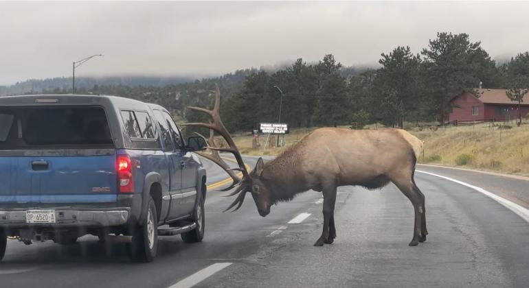 Elk vs Vehicle