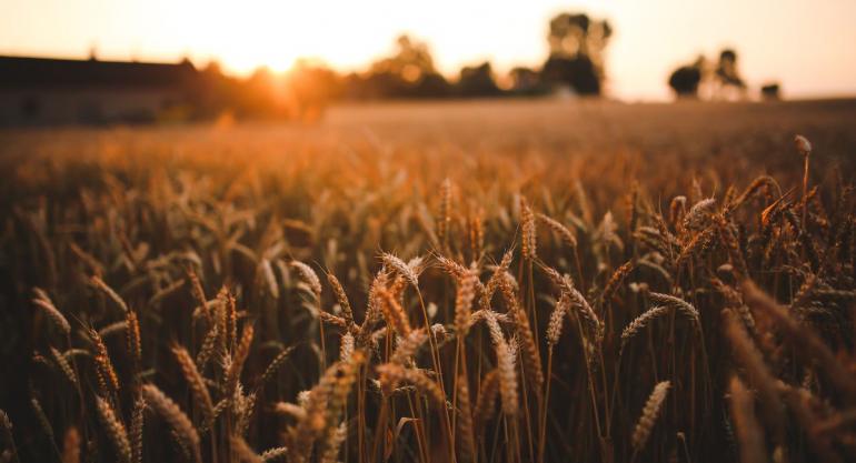 Wheat Field