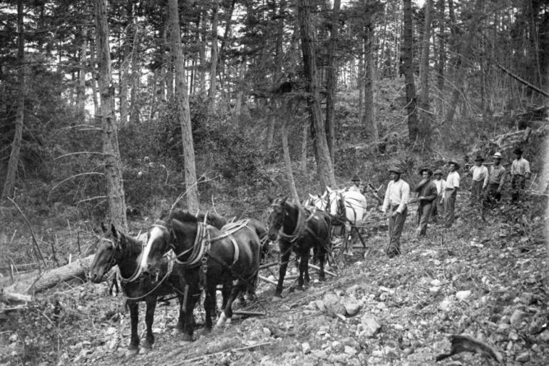 Prisoners building a road in a forest near Deer Lodge, Montana