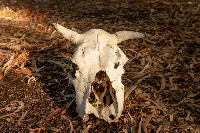 Cow skull