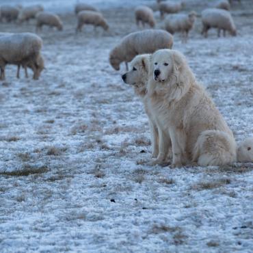 Great pyrenees sheep dogs