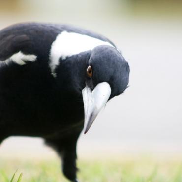 Magpie