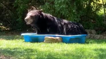 Black Bear in a Kiddie Pool