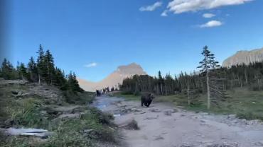 Bear at Glacier National Park