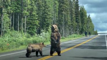 Grizzlies crossing the road