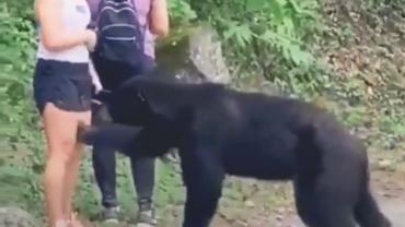 Bear approaching Mexican woman