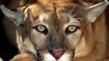 MOUNTAINLION1 (Small)