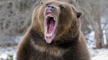 Bear Roaring