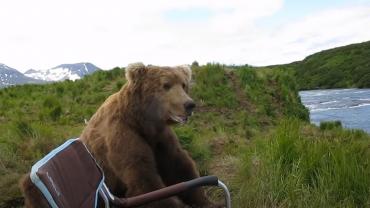 Grizzly sitting next to chair