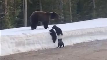 Mama bear with cubs