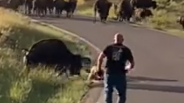 Bison Attack 2