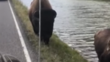 Bison approaches car