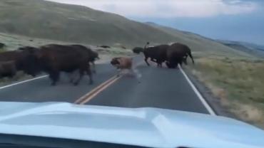 Bison Rutting in Yellowstone