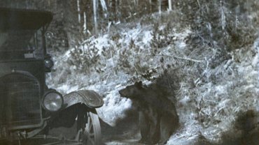 Bear approaching car in Yellowstone, early 1900s