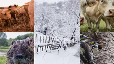 Farmer's Almanac MT Winter collage