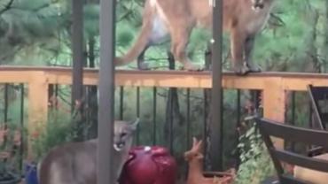 Mountain Lion on Porch