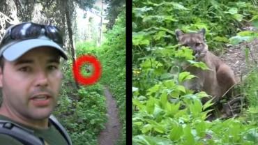 Hiker vs. Mountain Lion at Glacier National Park