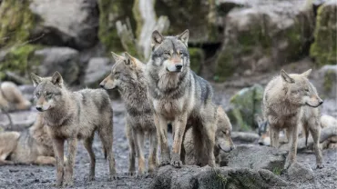 Wolf pack