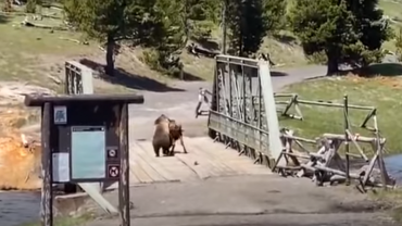 Bear VS Bison in Yellowstone