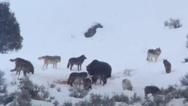 Wolves versus Bear
