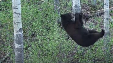 Acrobatic bear biting beaver bait
