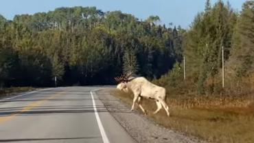 All-white moose on road