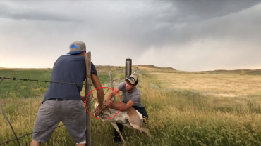 Good Samaritans Rescue Antelope