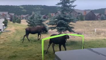 Big Sky soccer moose